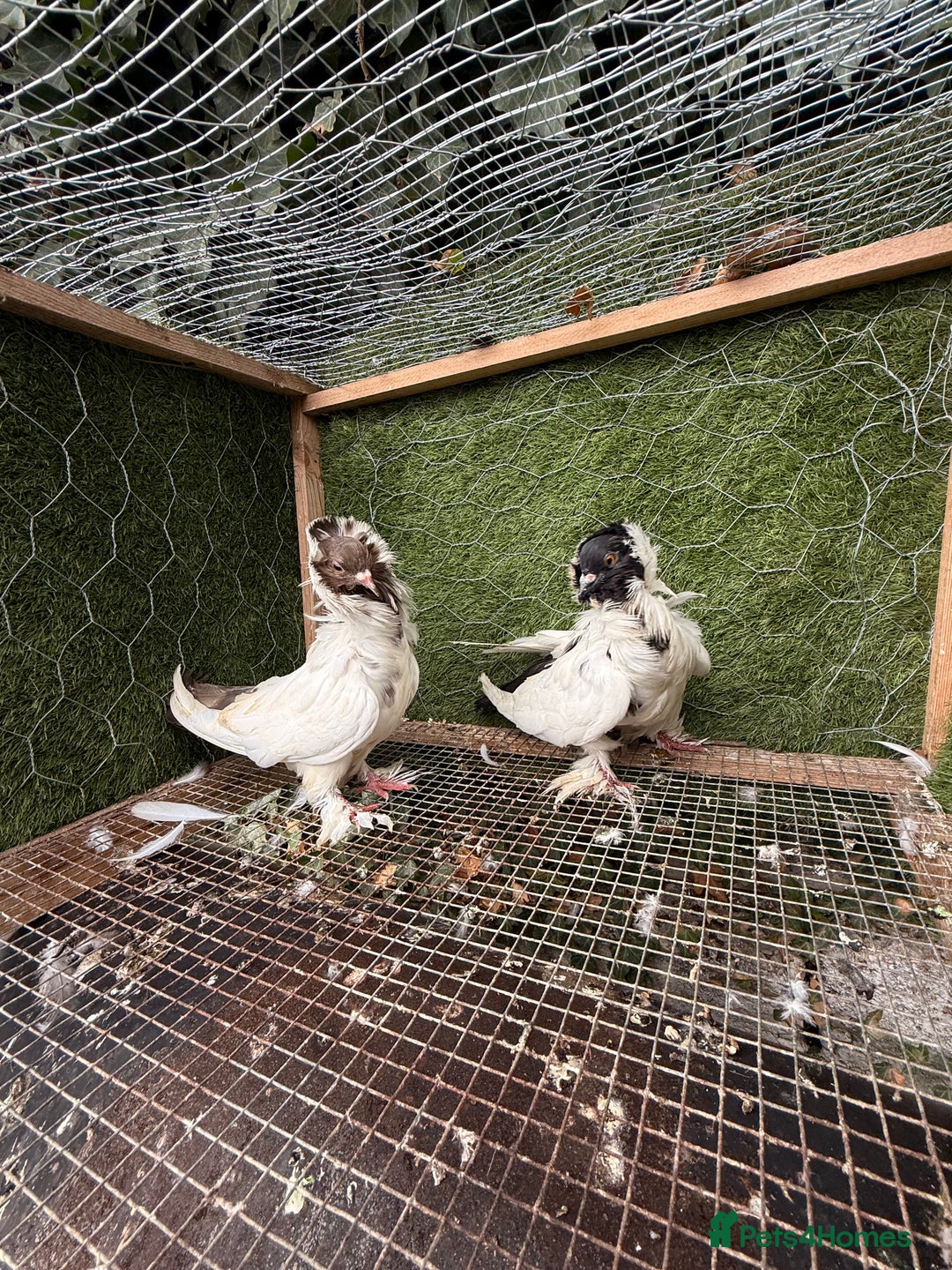 Pigeons birds for sale: Pigeons for sale - Image 9