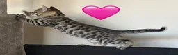 Mixed Breed cats for sale: Beautiful Bengal’s X - Advert 8