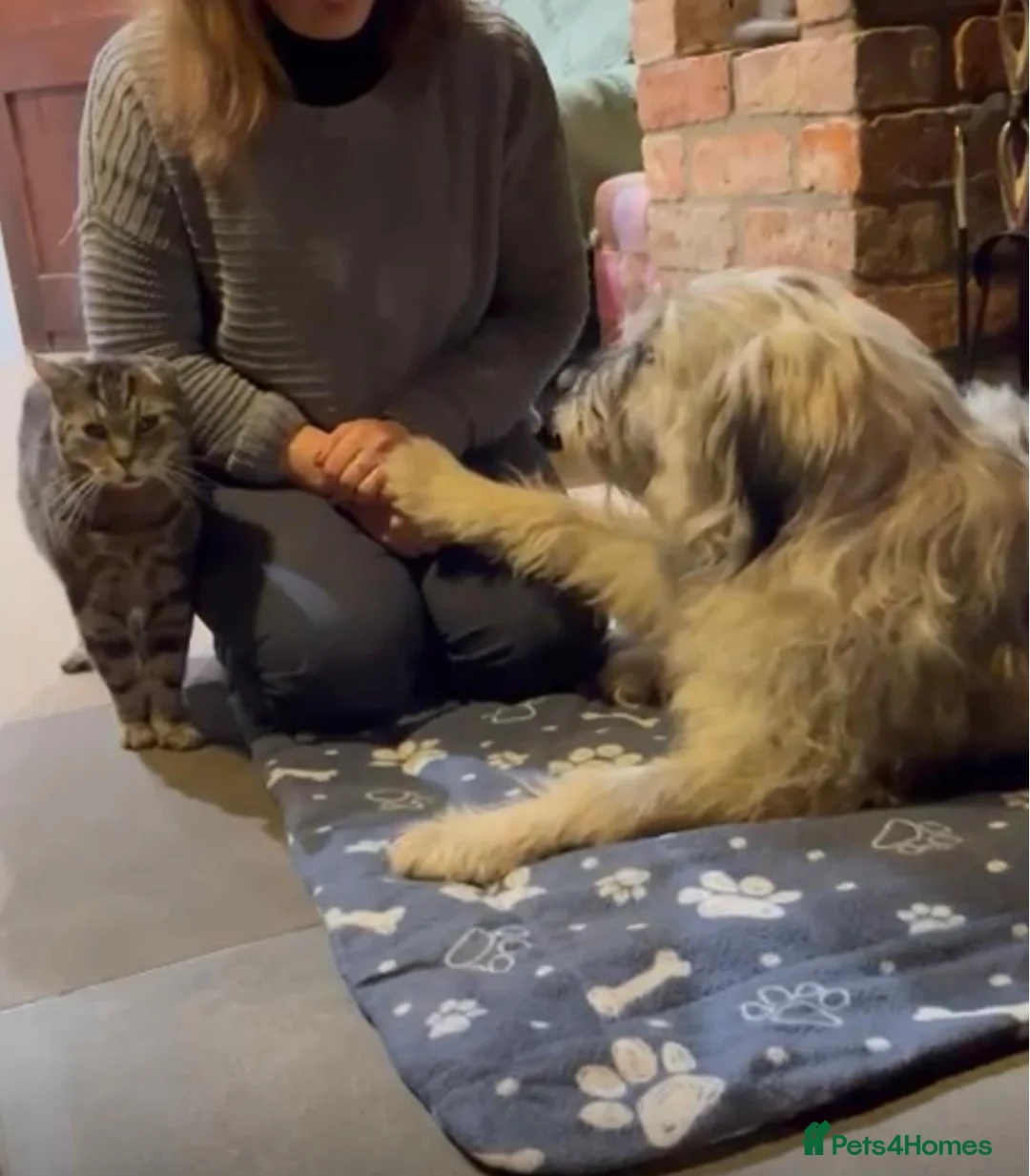 Mixed Breed dogs for adoption: Alexa 🩷 - Advert 4