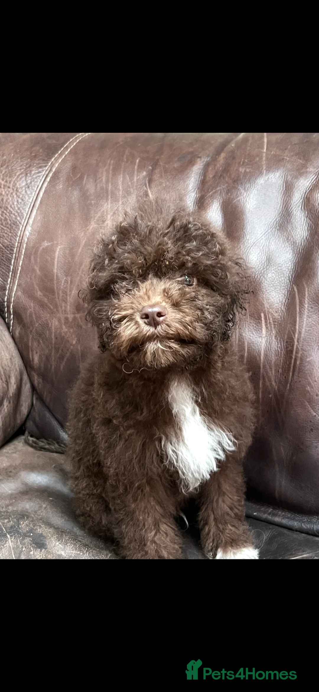 Lagotto Romagnolo dogs for sale: Quality lagotto romagnolo puppies for sale - Advert 2