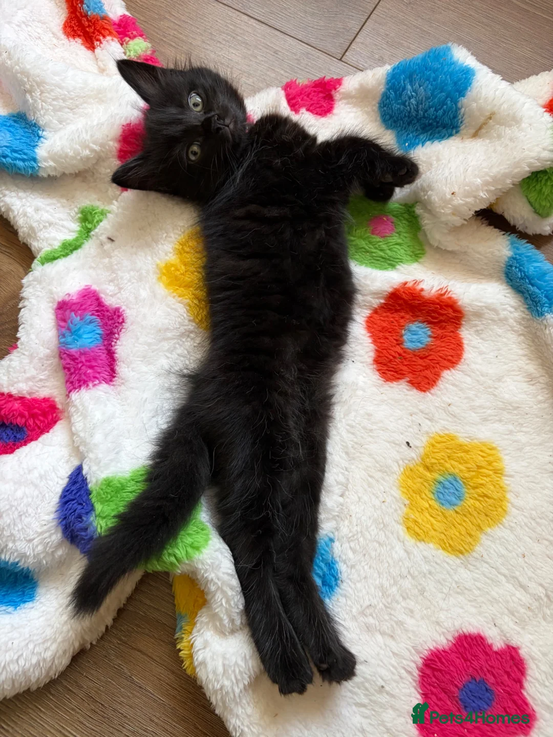 Mixed Breed cats for sale: Stunning fluffy black Girl  - Advert 11