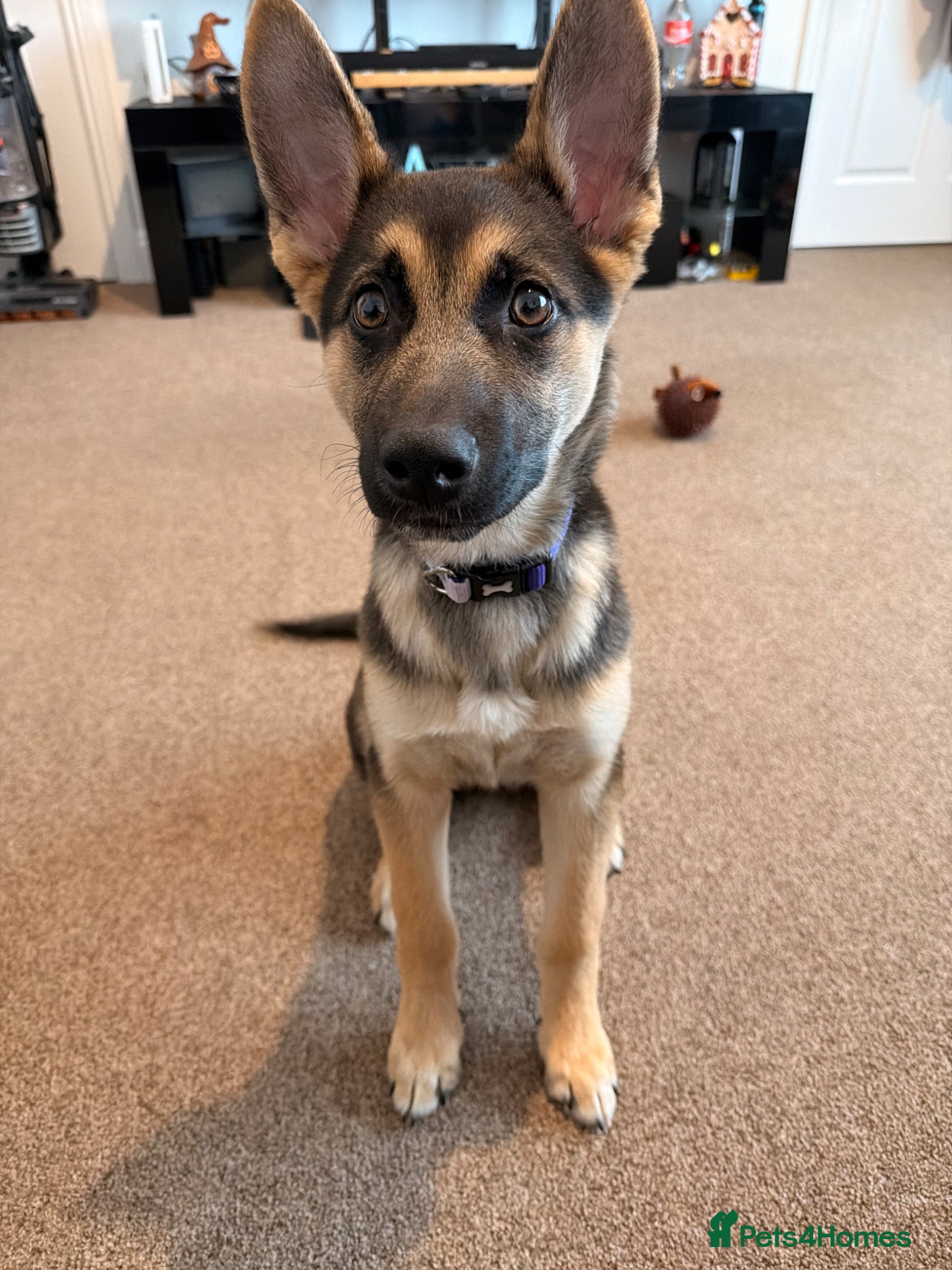 Mixed Breed dogs Phoenix 4months old  - Advert 3