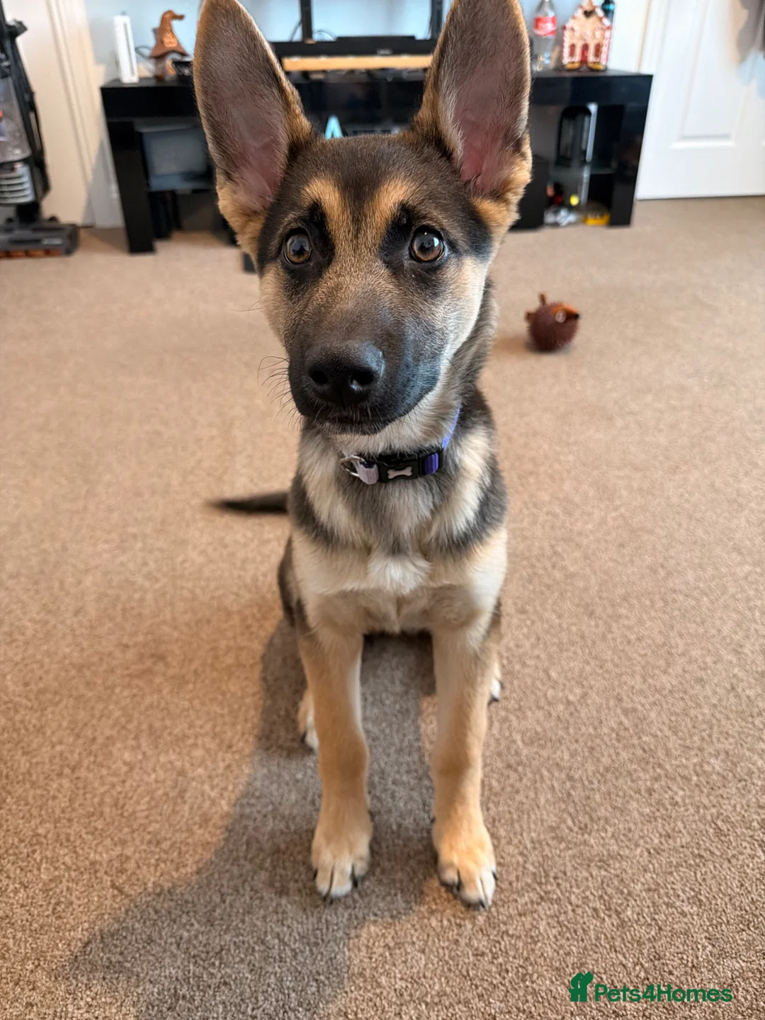 Mixed Breed dogs for sale: Phoenix 4months old  - Advert 1