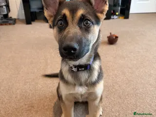 Mixed Breed dogs Phoenix 4months old - Advert 2