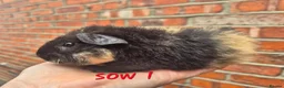 Guinea Pig rodents for sale: Various age piggies for sale - Advert 1