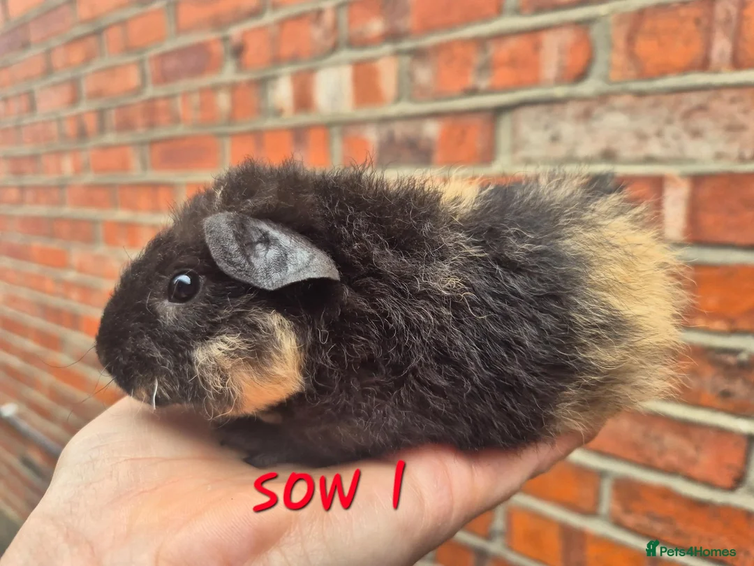 Guinea Pig rodents for sale: Various age piggies for sale - Advert 1