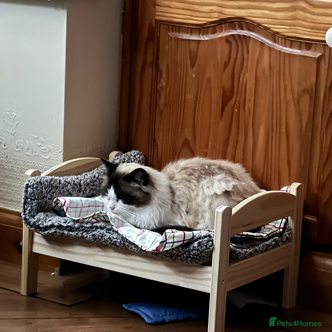 Ragdoll cats for adoption: Dexter tje rescue ragdoll needs a new home asap - Image 2