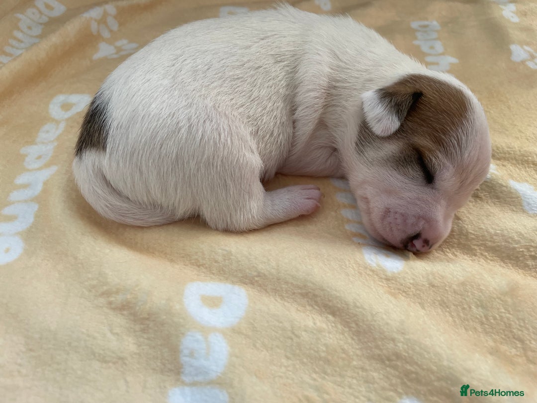 Mixed Breed dogs for sale: Jack chi puppies  - Image 12