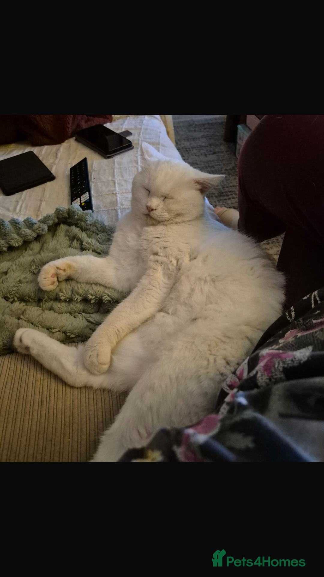 Mixed Breed cats for adoption: LENNON-MIX TURKISH ANGORA LIVELY BOY NEUTERED - Advert 8