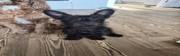 Mixed Breed dogs for sale: Juniper (junie) looking to be rehomed - Advert 9