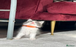 Ragdoll cats for sale: Four Lovely Ragdoll Cats  - Image 5
