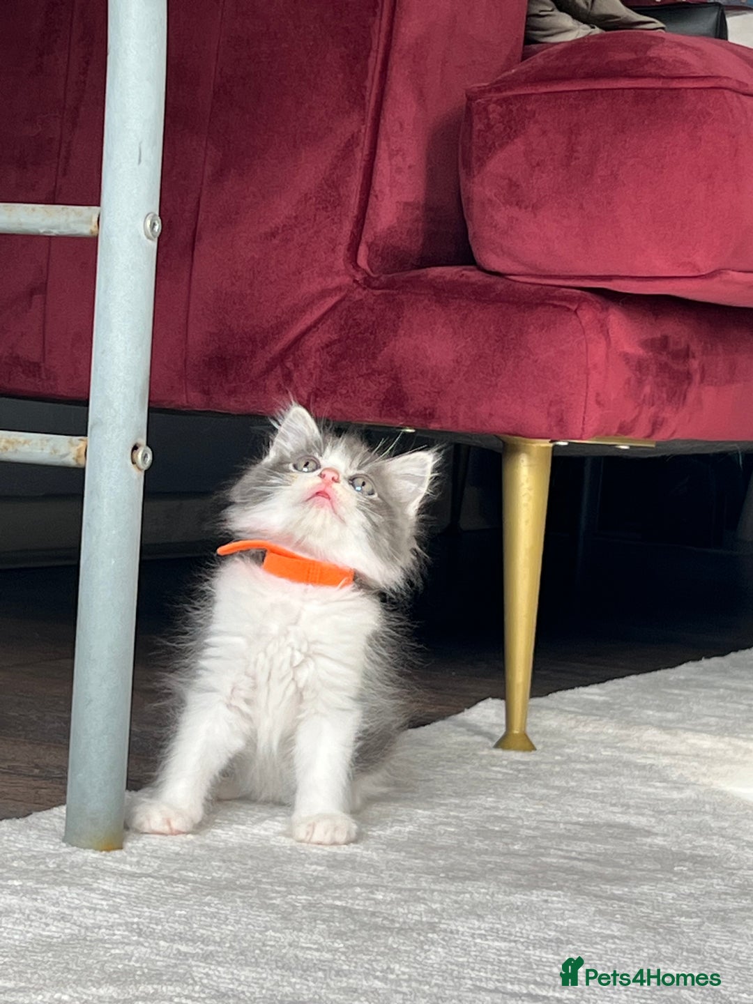 Ragdoll cats for sale: Four Lovely Ragdoll Cats  - Image 5