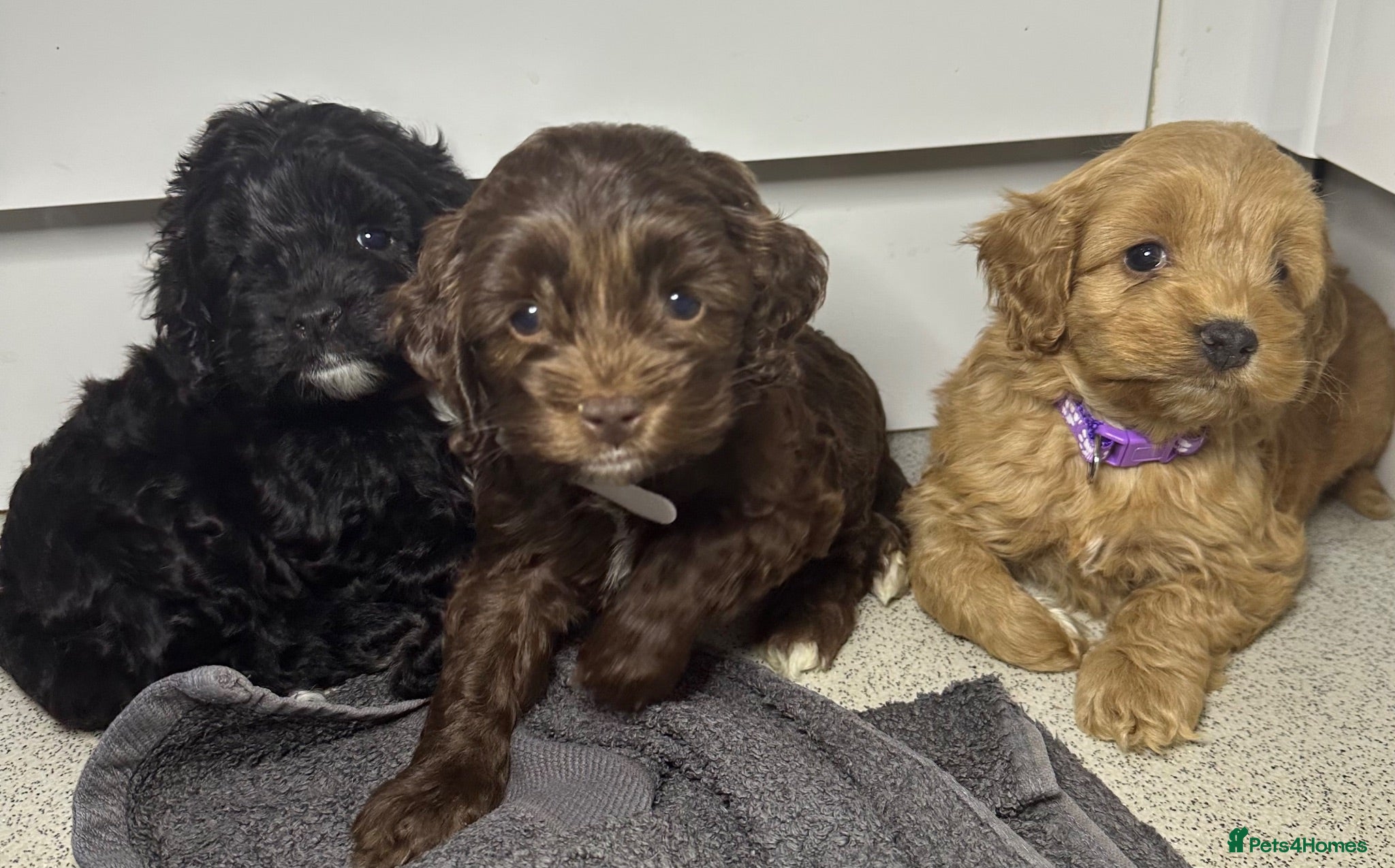 Cockapoo dogs Cockerpoo puppies  - Advert 2