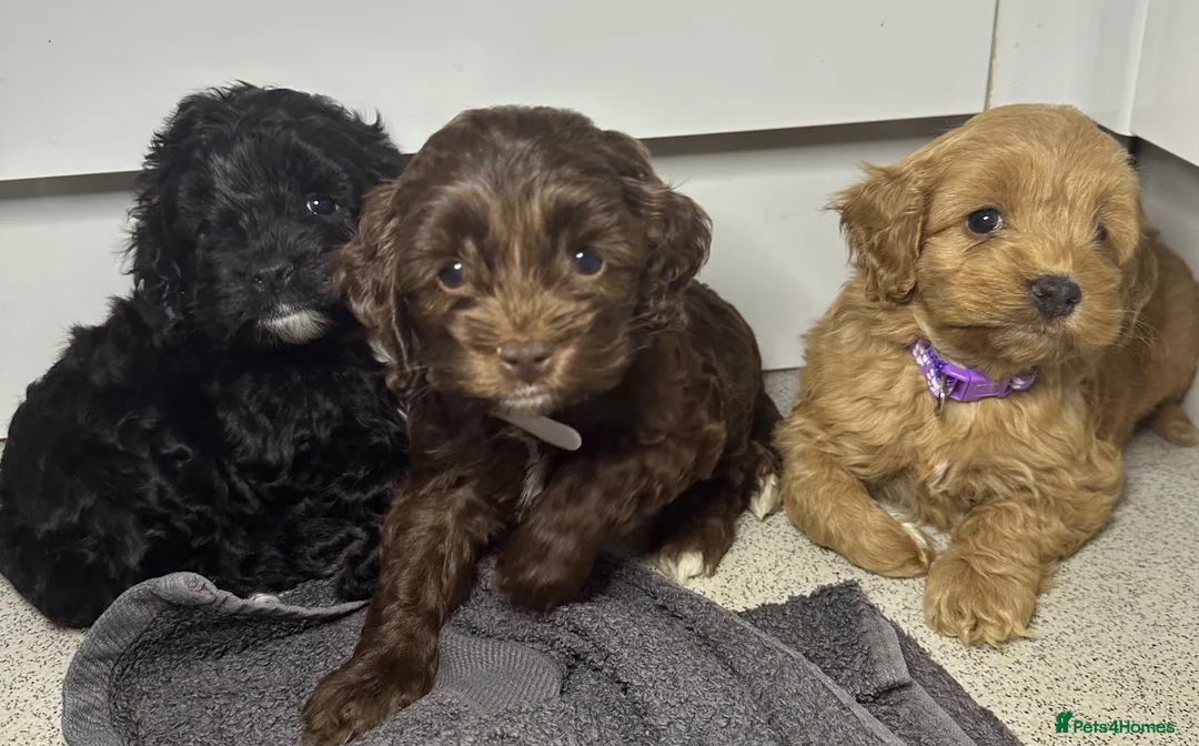Cockapoo dogs for sale: Cockerpoo puppies  - Advert 1