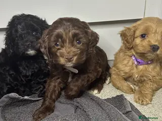 Cockapoo dogs Cockerpoo puppies - Advert 3