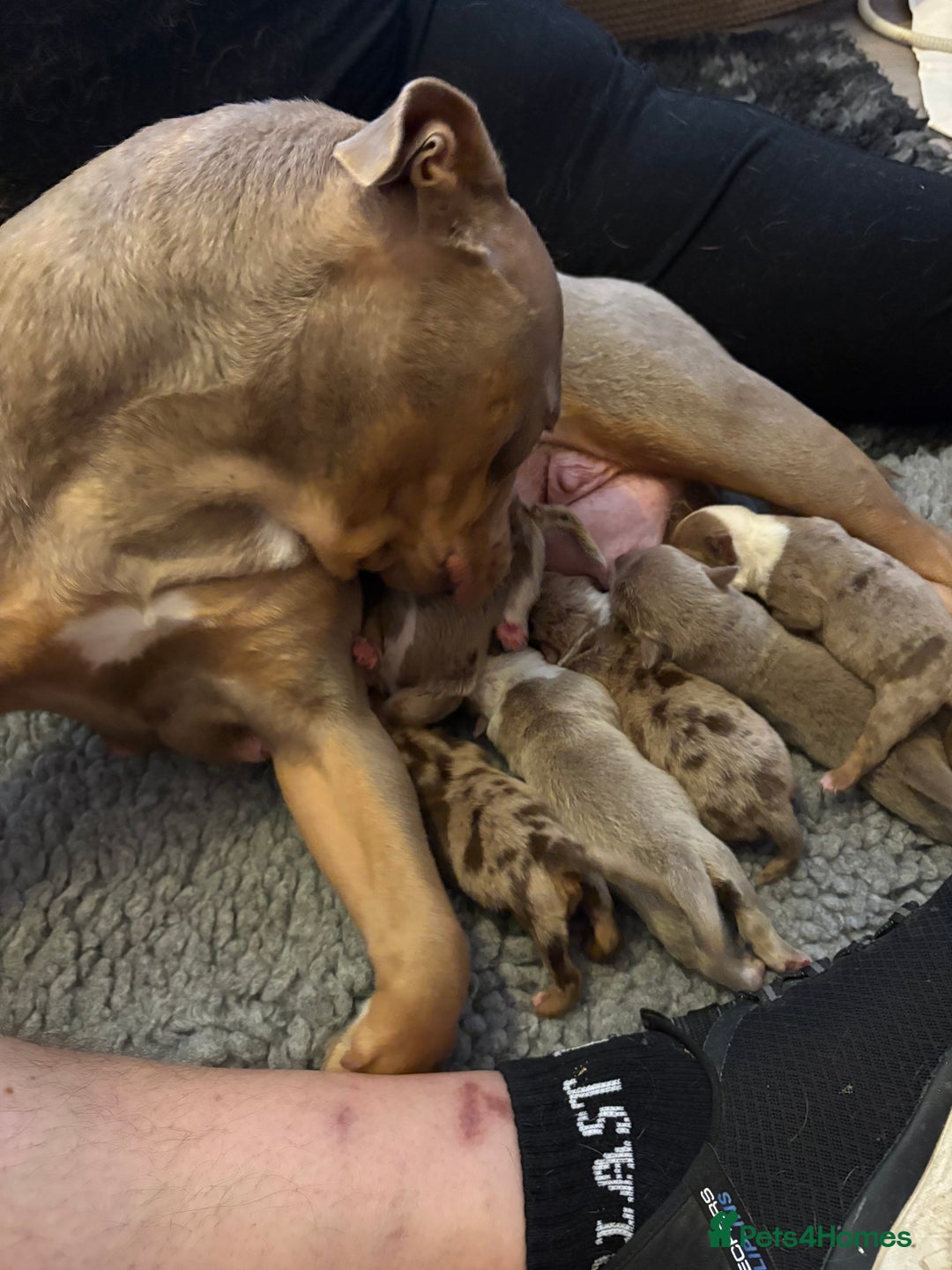 Old Tyme Bulldog dogs for sale: Olde English Bulldog LAST BOY - Advert 2