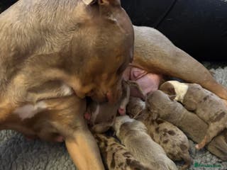 Old Tyme Bulldog dogs Olde English Bulldog - Advert 12