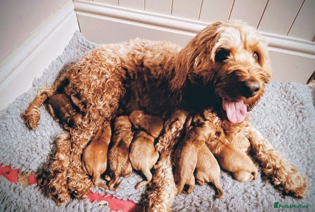 Cockapoo dogs I'm Marco, a 10 Week Old Cockapoo - Advert 12