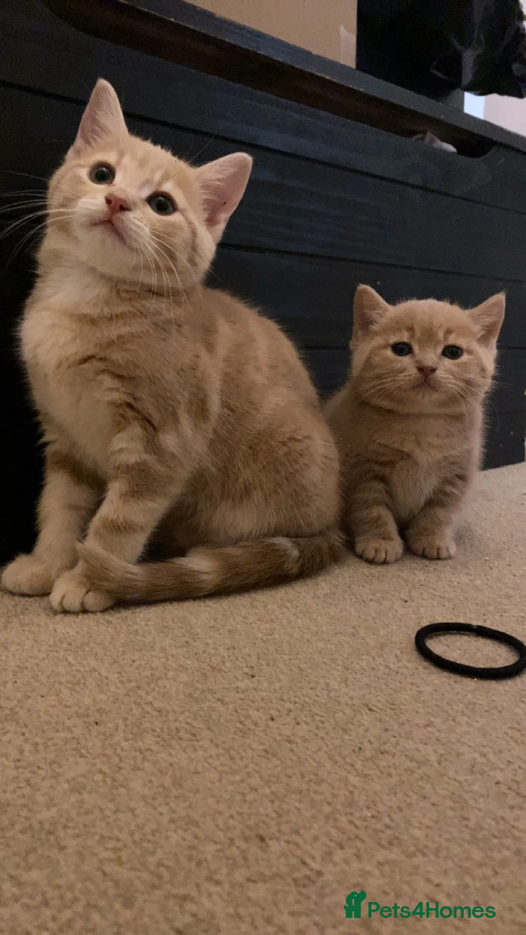 Domestic Shorthair cats for sale: 2 adorable mink ragdoll cross girls - Advert 18