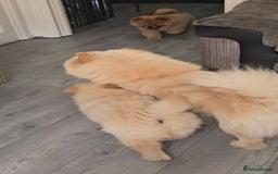 Chow Chow dogs for sale: QUALITY KC CHOWCHOW PUPPIES  in Wolverhampton - Image 20