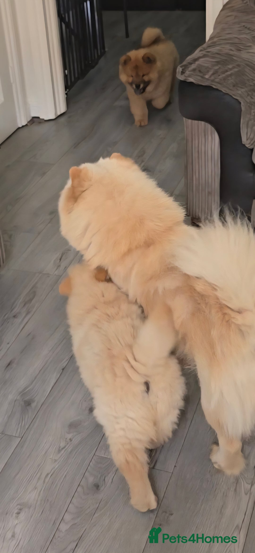 Chow Chow dogs for sale: QUALITY KC CHOWCHOW PUPPIES  in Wolverhampton - Image 20