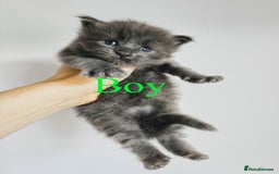 Maine Coon cats for sale: Blue Maine coon kittens - DNA health tested - Image 3