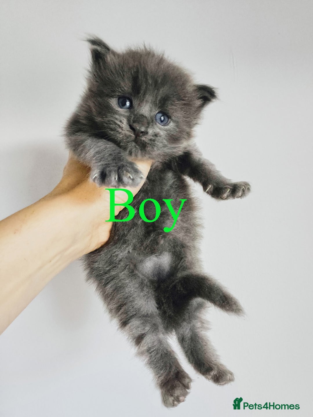 Maine Coon cats for sale: Blue Maine coon kittens - DNA health tested - Image 3