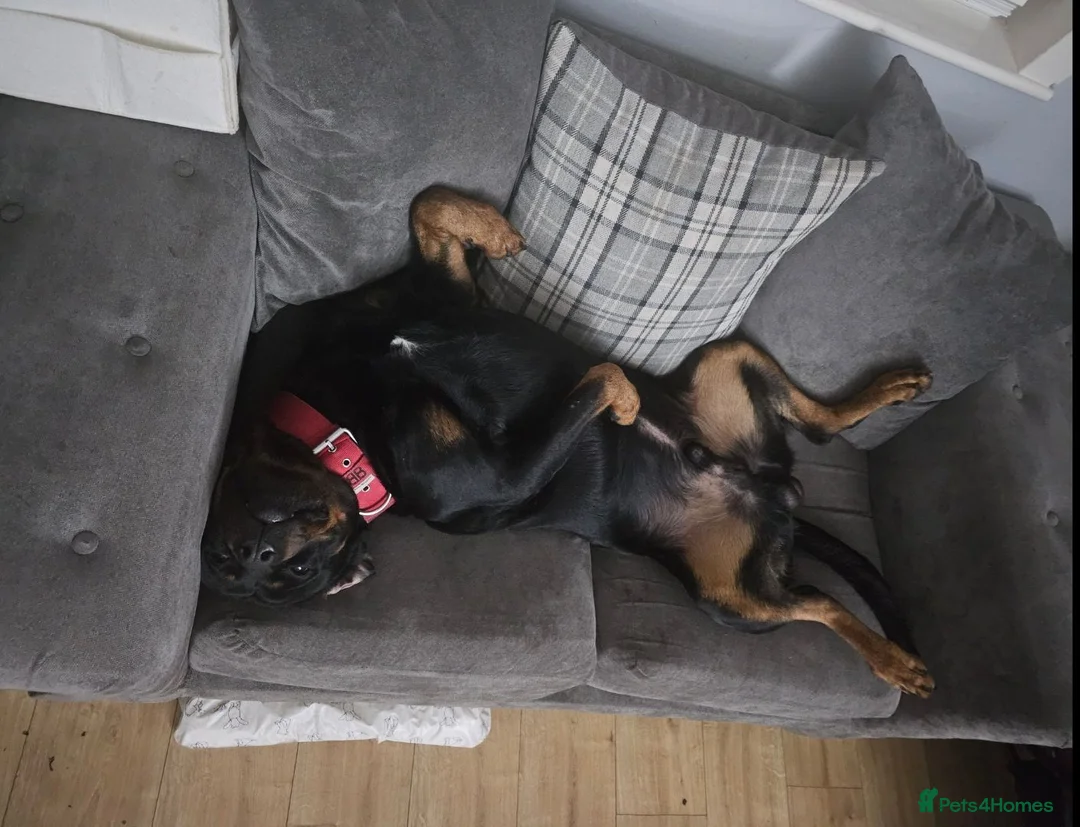 Rottweiler dogs for sale: Gatsby in Heywood - Advert 5