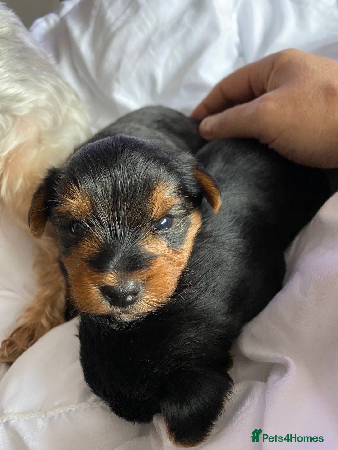 Yorkshire Terrier dogs for sale: 2 Boys 2 Girls Yorkshire Terriers for sale - Advert 14