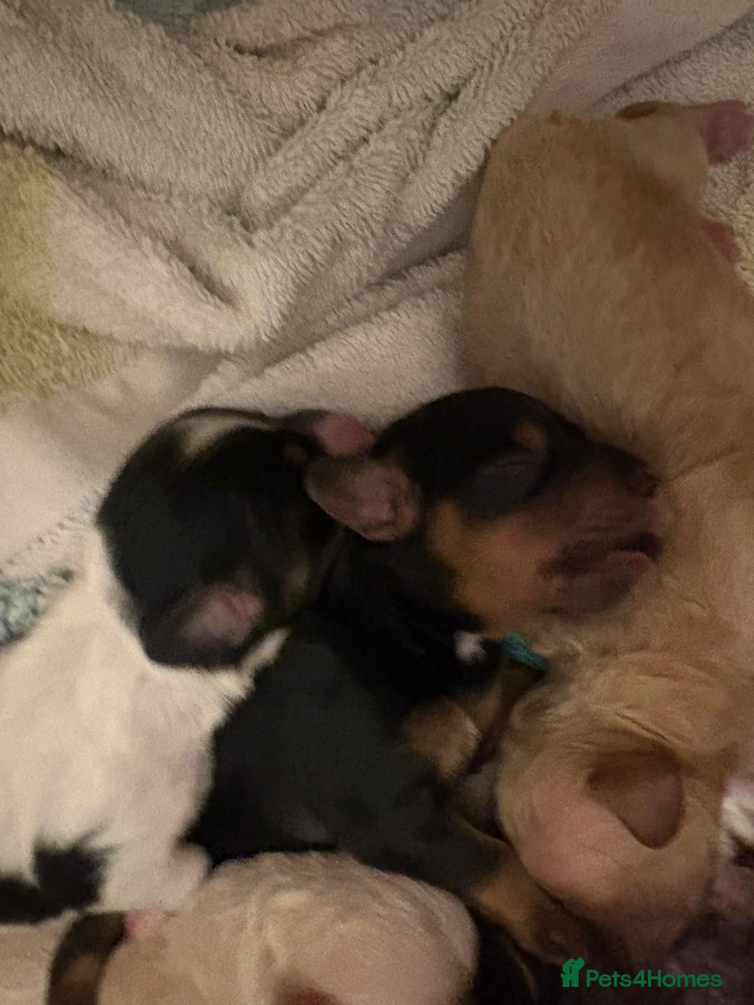 Cavapoo dogs for sale: Stunning tri coloured teddy bear Cavapoos x 6  - Advert 9