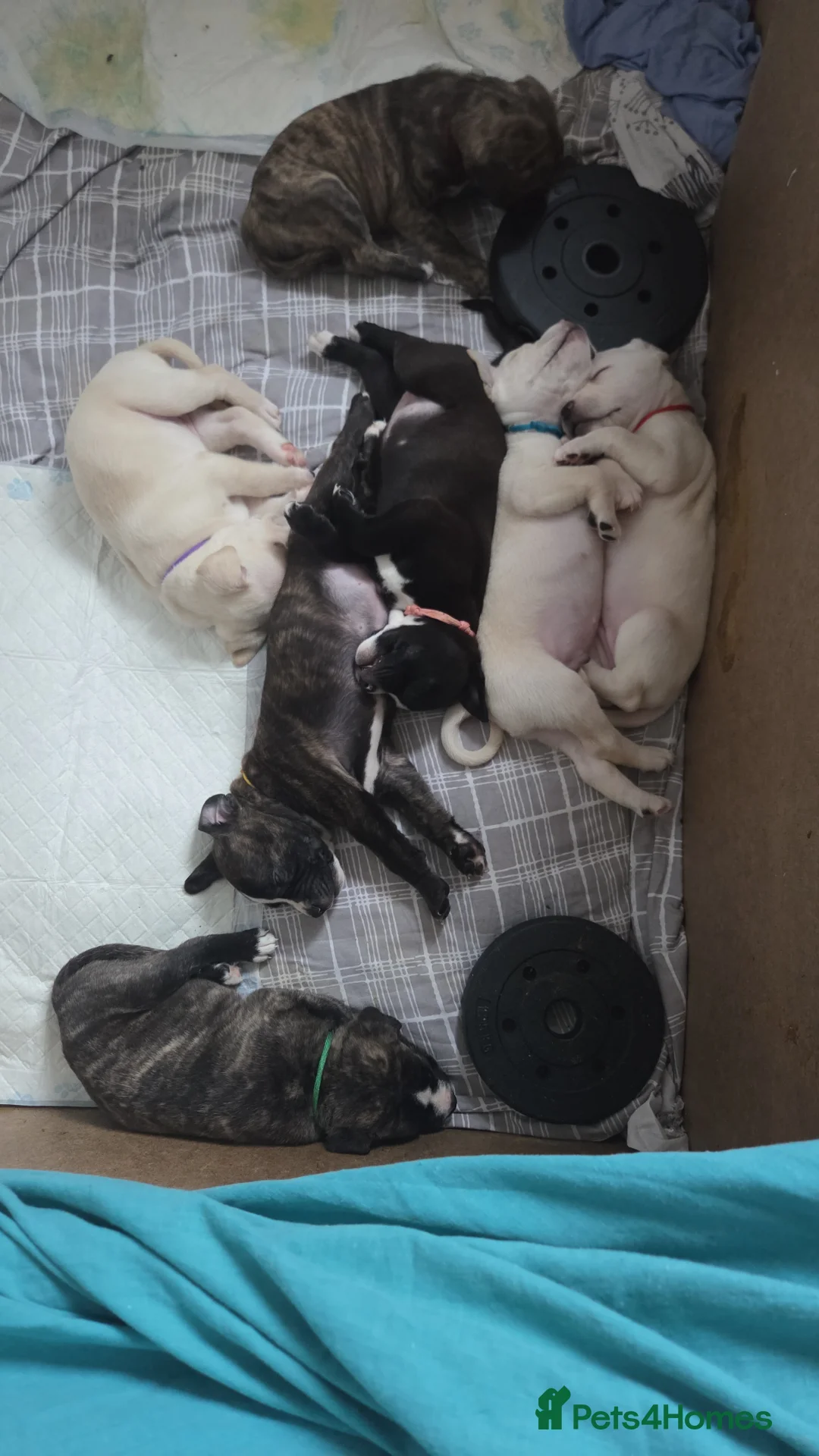 Mixed Breed dogs for sale: cane course + staffy  - Advert 4