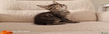 Maine Coon Kitten 3