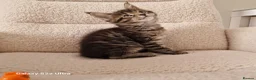 Maine Coon cats for sale: Pure Maine coon kittens - Advert 18