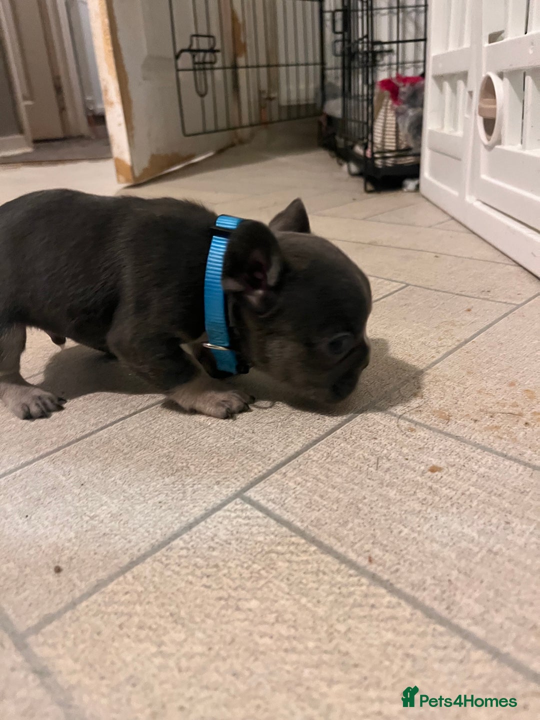 French Bulldog dogs for sale: Cutest frenchies pups  - Advert 24
