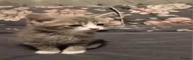 Mixed Breed Kitten 1