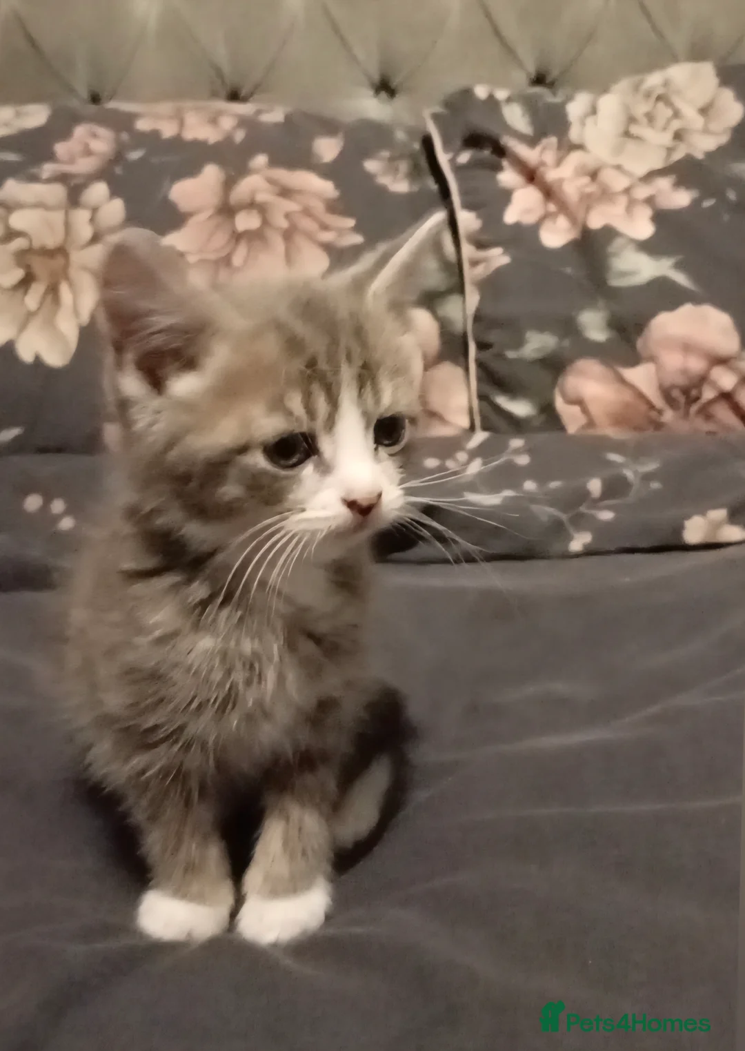 Mixed Breed cats for sale: Beautiful kittens  - Advert 1