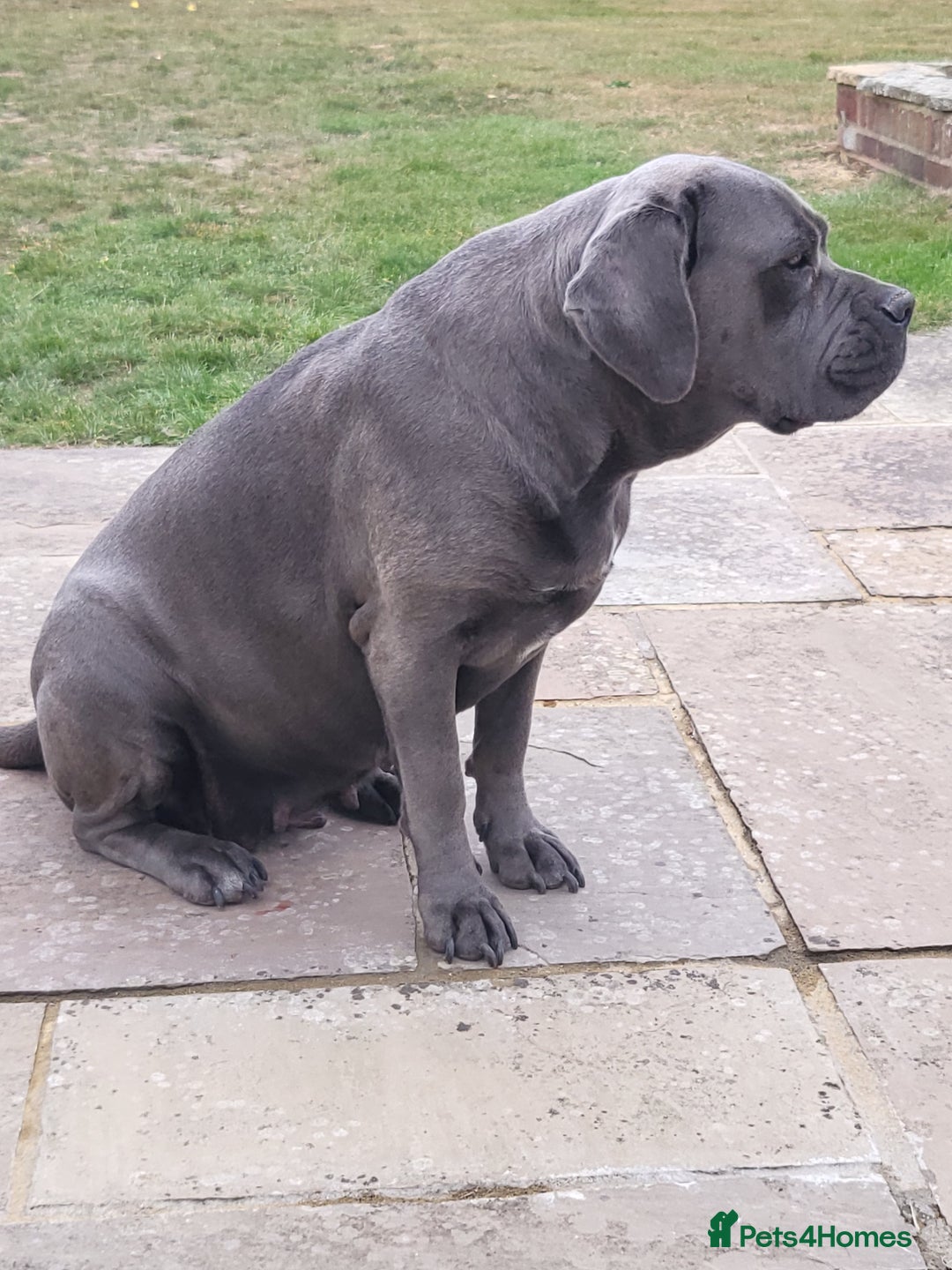 Cane Corso dogs for sale: Dutchess blue cane corso  - Image 4