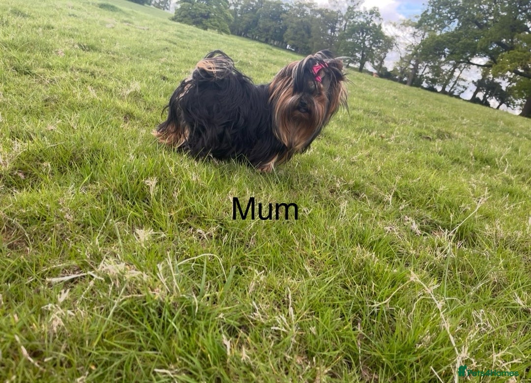 Yorkshire Terrier dogs for sale: Absolutely adorable mini yorkie puppies  - Image 10