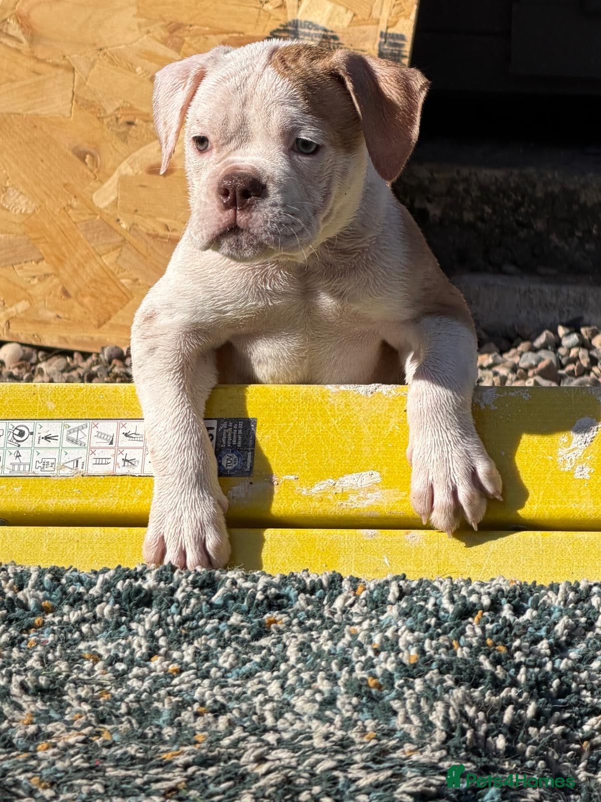 Old Tyme Bulldog dogs Old tyme bulldog pup female  - Advert 1