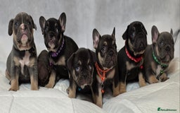 French Bulldog dogs for sale: TOP QUALITY KC REG FRENCHIES AVAILABLE  - Image 37