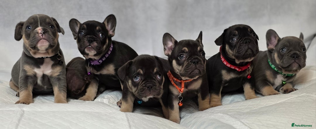 French Bulldog dogs for sale: TOP QUALITY KC REG FRENCHIES AVAILABLE  - Image 37