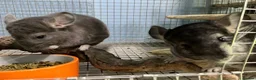 Chinchilla rodents for sale: Male and female violet wrap and grey chinchillas - Advert 5