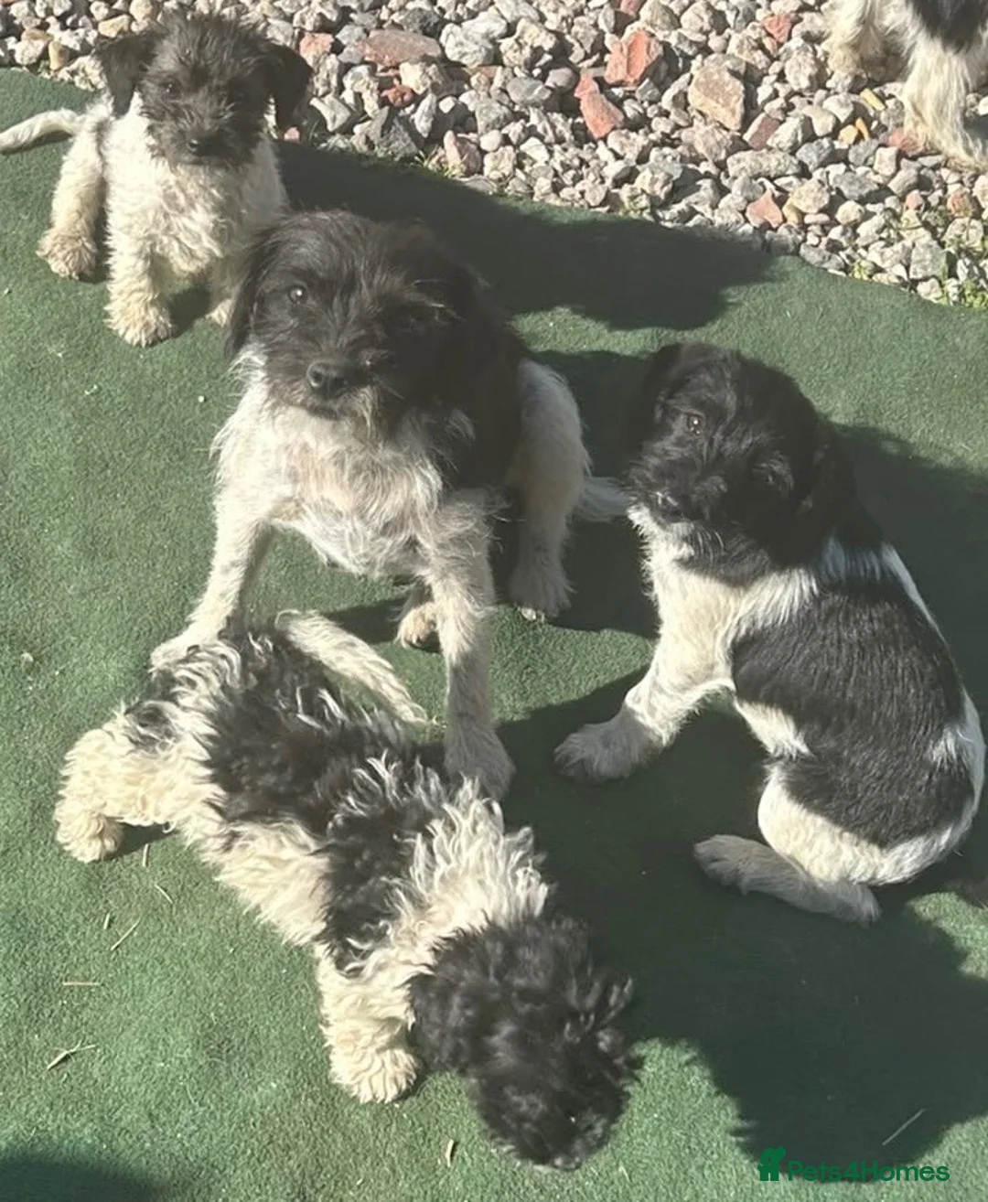 Mixed Breed dogs for sale: Stunning mixed litter of puppies  in Nottingham - Advert 2