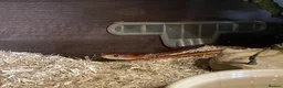 Corn Snake reptiles for sale: Friendly orange adult Cornsnake for sale in Rayleigh - Advert 4