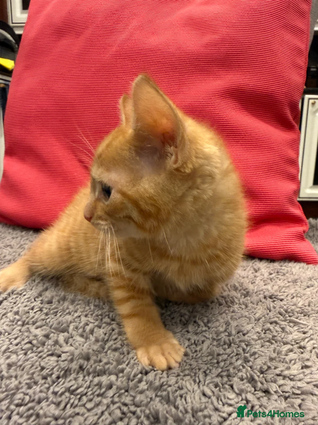 Mixed Breed cats for sale: Kittens ready today  - Advert 1