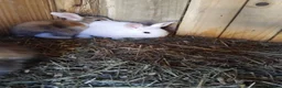 Mini Lop rabbits for sale: Baby lops - Advert 2