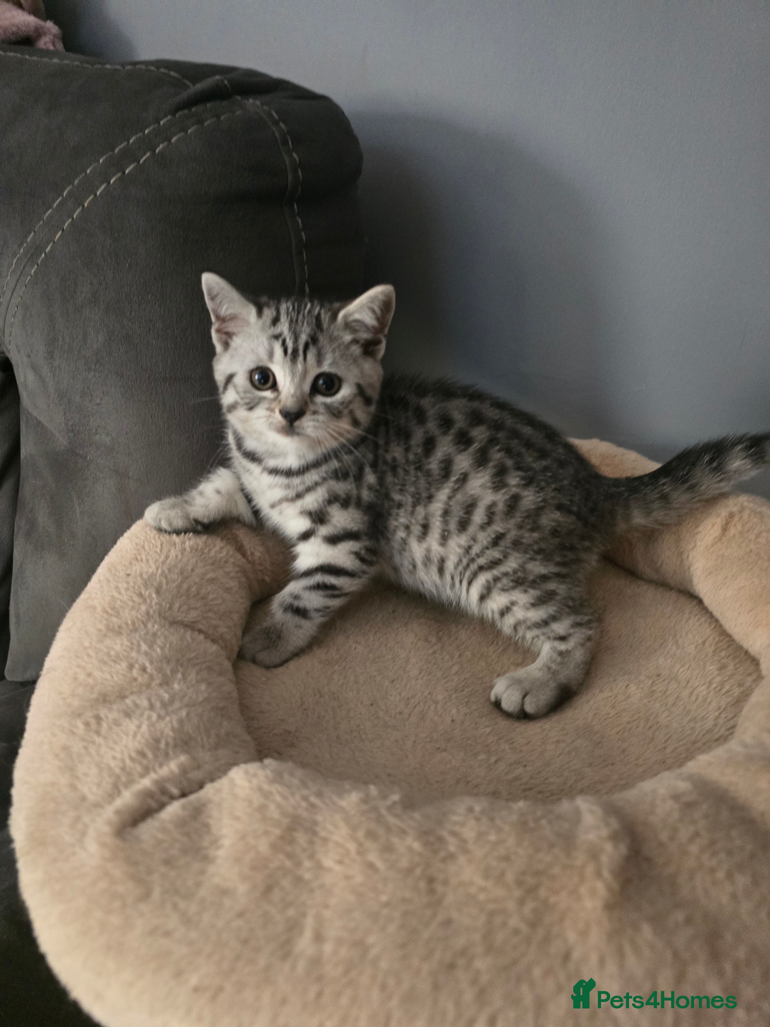 British Shorthair cats Beautiful bsh kittens  - Advert 1