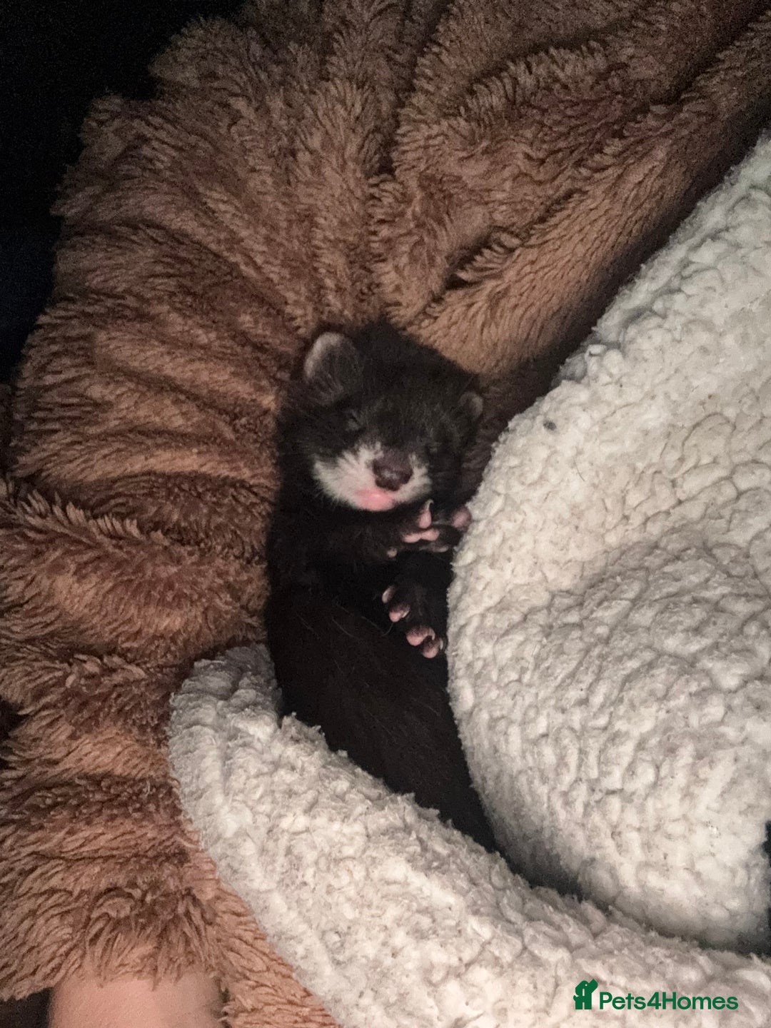 Ferret rodents for sale: Baby ferrets - Image 2