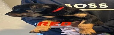 Rottweiler 1