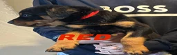 Rottweiler dogs for sale: 9 CHUNKY ROTTWEILER PUPPIES FOR SALE  in Barnsley - Advert 5
